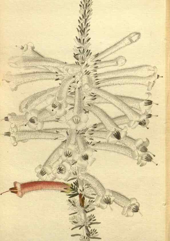 Reproducción/Reproduction 48787598092: The botanical cabinet. London :John & Arthur Arch ...,1817-1833.. 