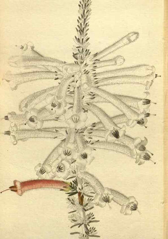 Reproducción/Reproduction 48787598092: The botanical cabinet. London :John & Arthur Arch ...,1817-1833.. 