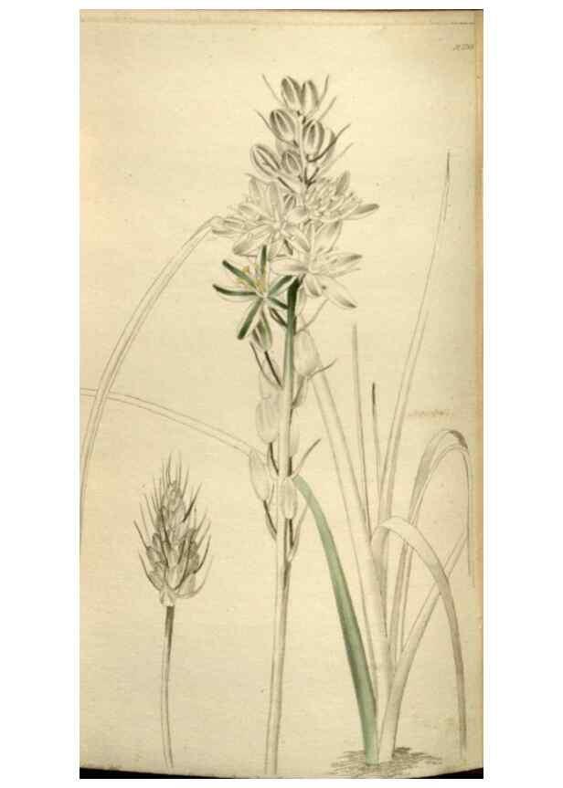 Reproducción/Reproduction 48787084323: The botanical cabinet. London :John & Arthur Arch ...,1817-1833.. 