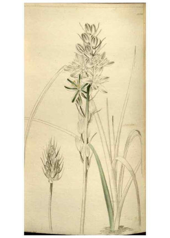 Reproducción/Reproduction 48787084323: The botanical cabinet. London :John & Arthur Arch ...,1817-1833.. 