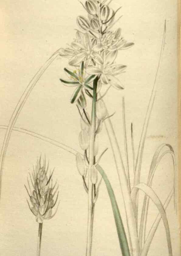 Reproducción/Reproduction 48787084323: The botanical cabinet. London :John & Arthur Arch ...,1817-1833.. 