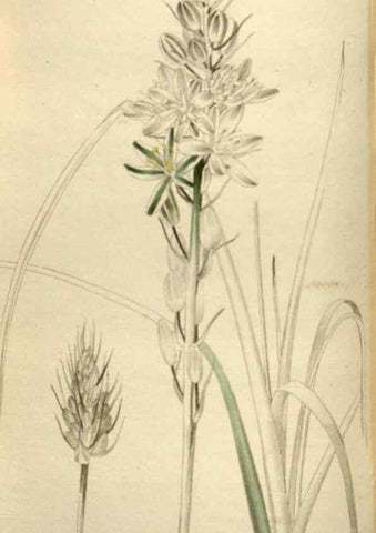 Reproducción/Reproduction 48787084323: The botanical cabinet. London :John & Arthur Arch ...,1817-1833.. 