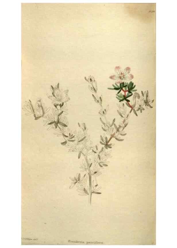Reproducción/Reproduction 48787598622: The botanical cabinet. London :John & Arthur Arch ...,1817-1833.. 
