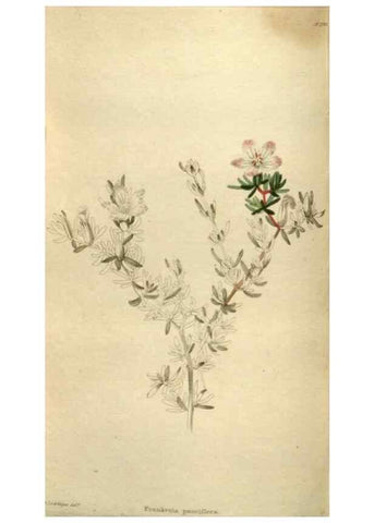 Reproducción/Reproduction 48787598622: The botanical cabinet. London :John & Arthur Arch ...,1817-1833.. 