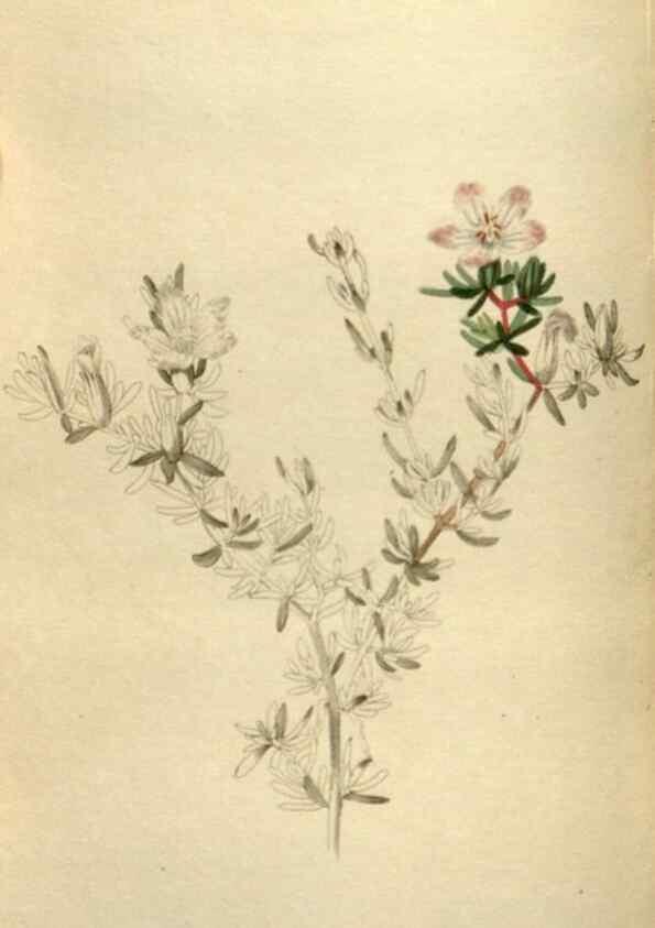 Reproducción/Reproduction 48787598622: The botanical cabinet. London :John & Arthur Arch ...,1817-1833.. 