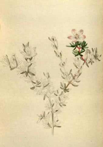 Reproducción/Reproduction 48787598622: The botanical cabinet. London :John & Arthur Arch ...,1817-1833.. 