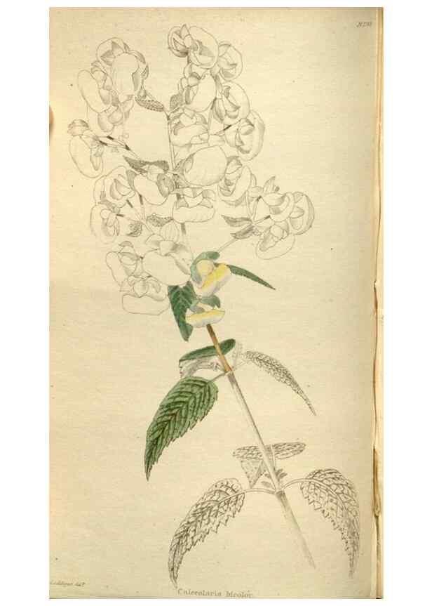 Reproducción/Reproduction 48787443276: The botanical cabinet. London :John & Arthur Arch ...,1817-1833.. 