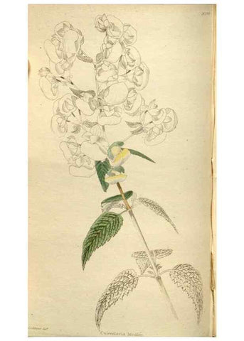 Reproducción/Reproduction 48787443276: The botanical cabinet. London :John & Arthur Arch ...,1817-1833.. 