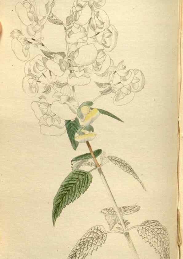 Reproducción/Reproduction 48787443276: The botanical cabinet. London :John & Arthur Arch ...,1817-1833.. 