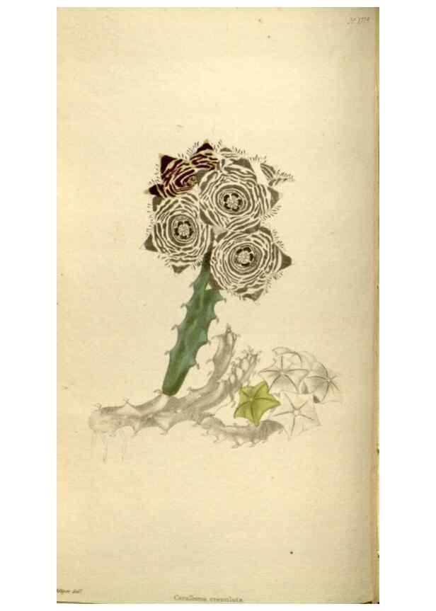 Reproducción/Reproduction 48787440936: The botanical cabinet. London :John & Arthur Arch ...,1817-1833.. 