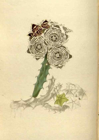 Reproducción/Reproduction 48787440936: The botanical cabinet. London :John & Arthur Arch ...,1817-1833.. 