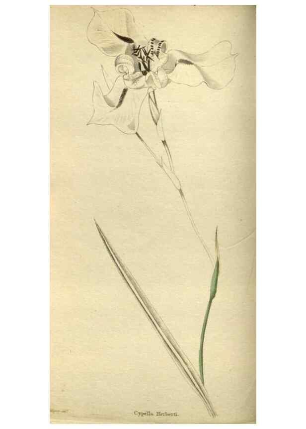 Reproducción/Reproduction 48787134288: The botanical cabinet. London :John & Arthur Arch ...,1817-1833.. 