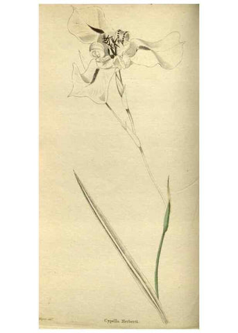 Reproducción/Reproduction 48787134288: The botanical cabinet. London :John & Arthur Arch ...,1817-1833.. 