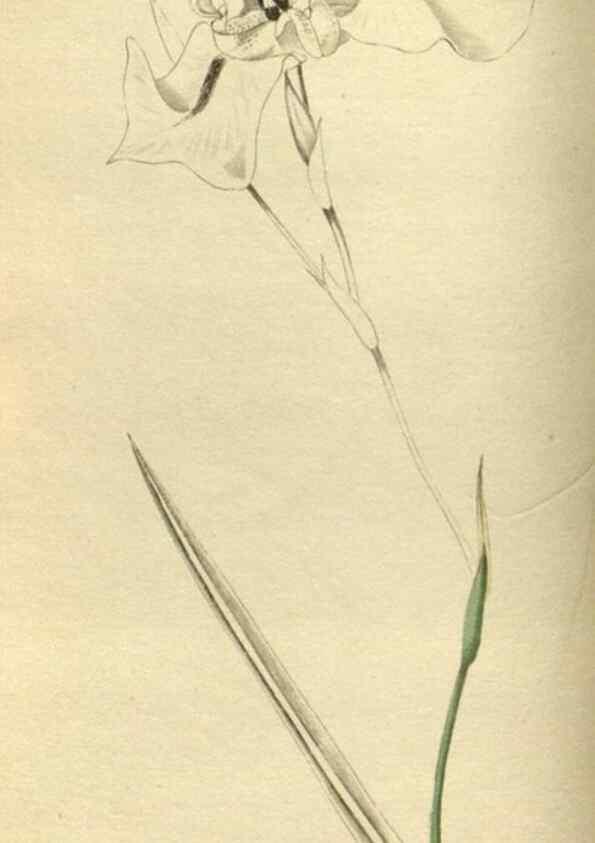 Reproducción/Reproduction 48787134288: The botanical cabinet. London :John & Arthur Arch ...,1817-1833.. 