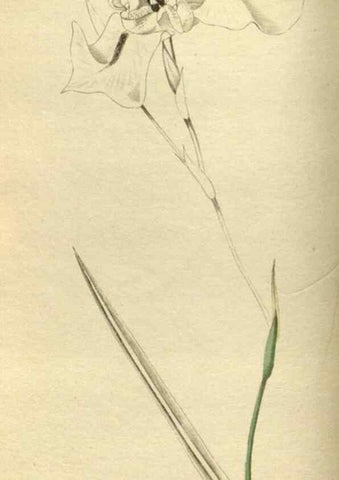 Reproducción/Reproduction 48787134288: The botanical cabinet. London :John & Arthur Arch ...,1817-1833.. 