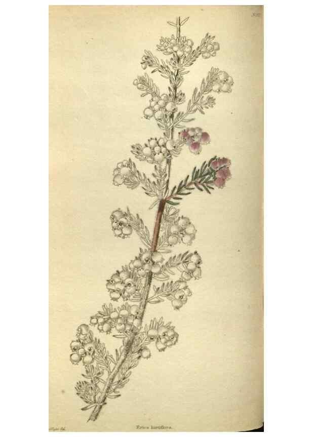 Reproducción/Reproduction 48787134698: The botanical cabinet. London :John & Arthur Arch ...,1817-1833.. 
