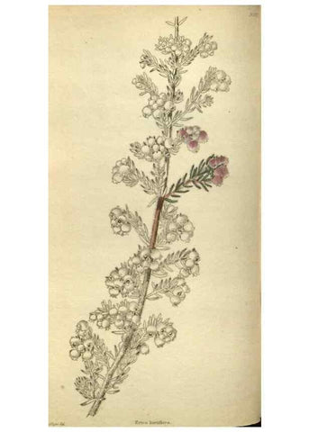 Reproducción/Reproduction 48787134698: The botanical cabinet. London :John & Arthur Arch ...,1817-1833.. 