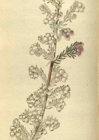 Reproducción/Reproduction 48787134698: The botanical cabinet. London :John & Arthur Arch ...,1817-1833.. 