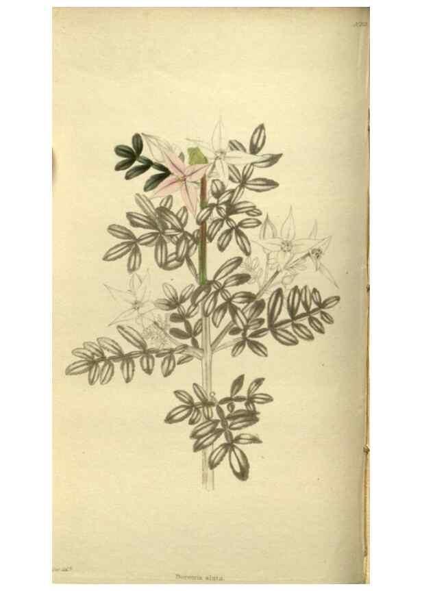 Reproducción/Reproduction 48787499801: The botanical cabinet. London :John & Arthur Arch ...,1817-1833.. 