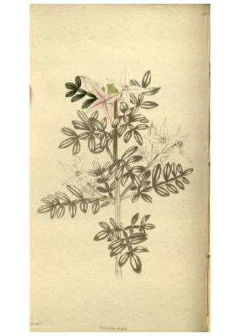 Reproducción/Reproduction 48787499801: The botanical cabinet. London :John & Arthur Arch ...,1817-1833.. 