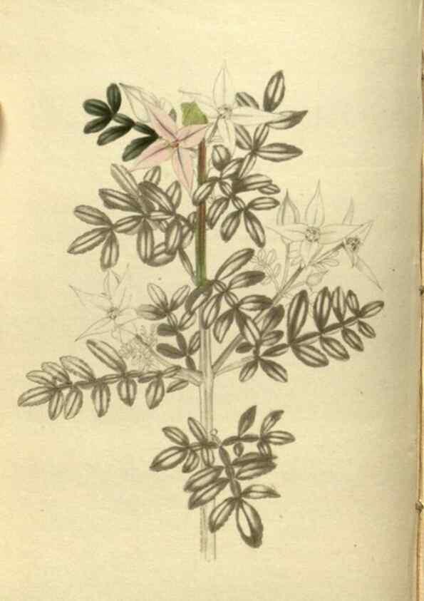 Reproducción/Reproduction 48787499801: The botanical cabinet. London :John & Arthur Arch ...,1817-1833.. 