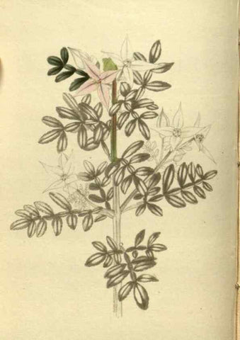 Reproducción/Reproduction 48787499801: The botanical cabinet. London :John & Arthur Arch ...,1817-1833.. 