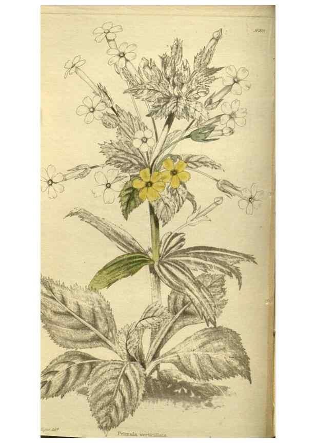 Reproducción/Reproduction 48787139998: The botanical cabinet. London :John & Arthur Arch ...,1817-1833.. 