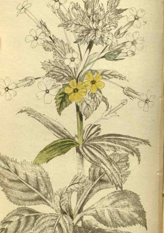 Reproducción/Reproduction 48787139998: The botanical cabinet. London :John & Arthur Arch ...,1817-1833.. 
