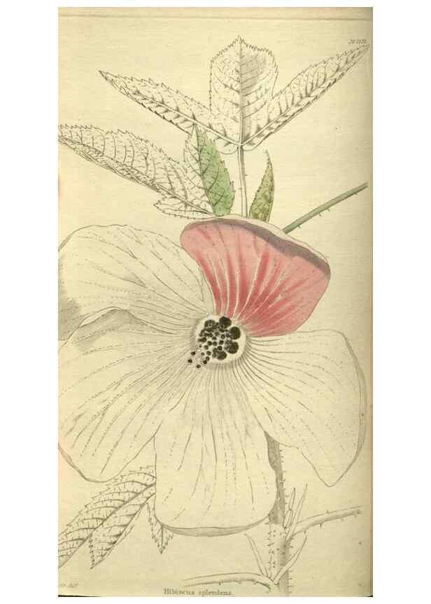 Reproducción/Reproduction 48787500241: The botanical cabinet. London :John & Arthur Arch ...,1817-1833.. 