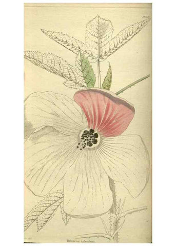 Reproducción/Reproduction 48787500241: The botanical cabinet. London :John & Arthur Arch ...,1817-1833.. 