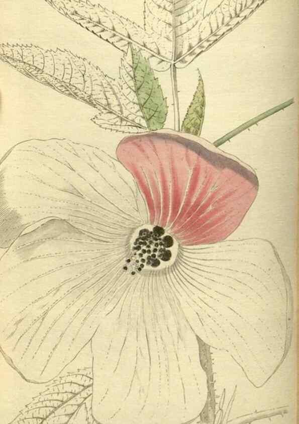 Reproducción/Reproduction 48787500241: The botanical cabinet. London :John & Arthur Arch ...,1817-1833.. 