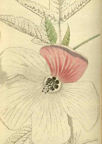 Reproducción/Reproduction 48787500241: The botanical cabinet. London :John & Arthur Arch ...,1817-1833.. 