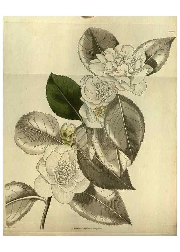 Reproducción/Reproduction 48787500496: The botanical cabinet. London :John & Arthur Arch ...,1817-1833.. 
