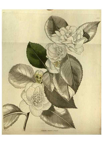 Reproducción/Reproduction 48787500496: The botanical cabinet. London :John & Arthur Arch ...,1817-1833.. 