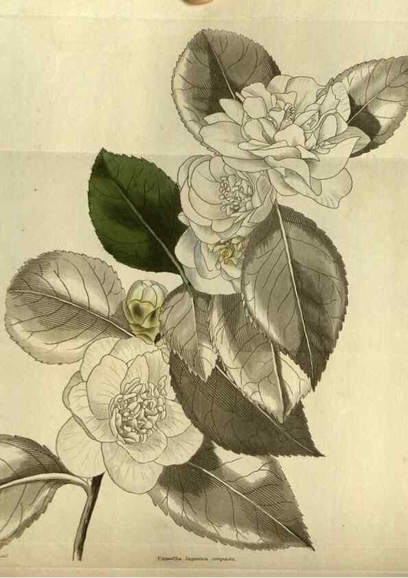 Reproducción/Reproduction 48787500496: The botanical cabinet. London :John & Arthur Arch ...,1817-1833.. 