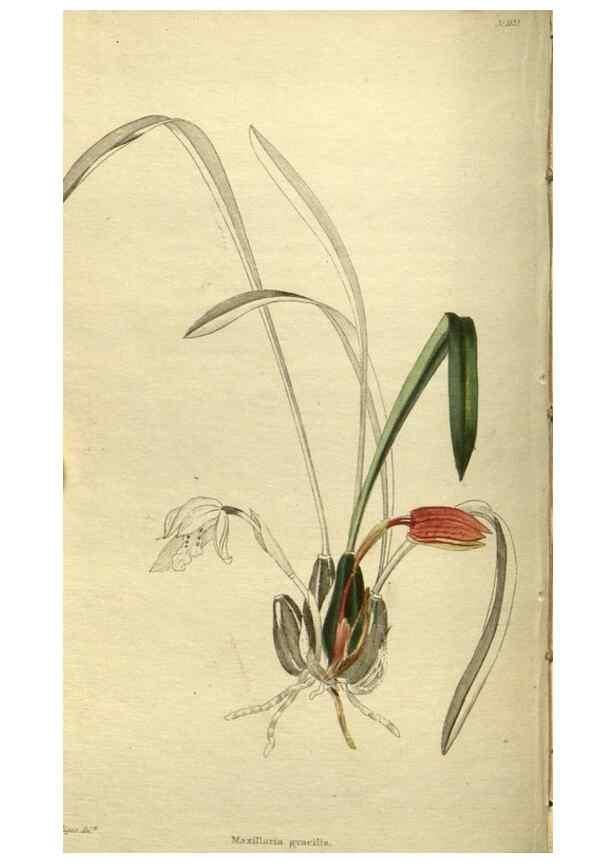 Reproducción/Reproduction 48787140818: The botanical cabinet. London :John & Arthur Arch ...,1817-1833.. 