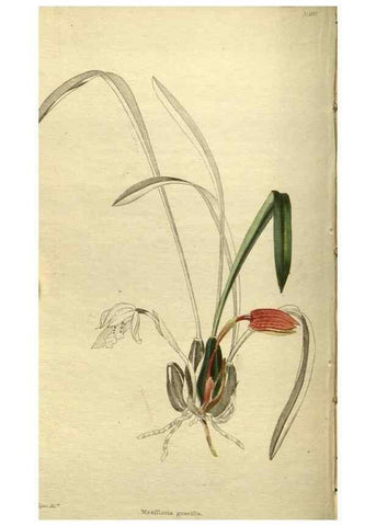 Reproducción/Reproduction 48787140818: The botanical cabinet. London :John & Arthur Arch ...,1817-1833.. 