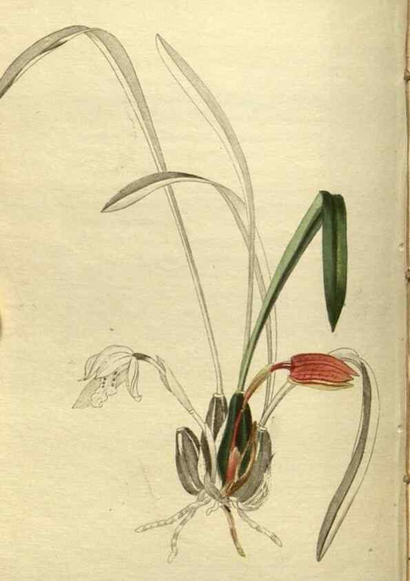 Reproducción/Reproduction 48787140818: The botanical cabinet. London :John & Arthur Arch ...,1817-1833.. 