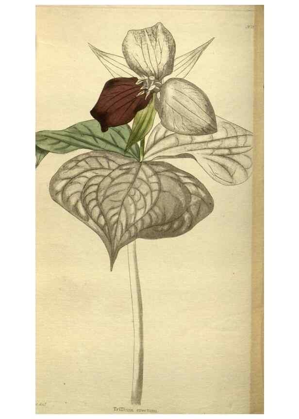 Reproducción/Reproduction 48787654642: The botanical cabinet. London :John & Arthur Arch ...,1817-1833.. 
