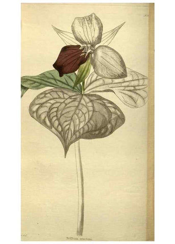 Reproducción/Reproduction 48787654642: The botanical cabinet. London :John & Arthur Arch ...,1817-1833.. 