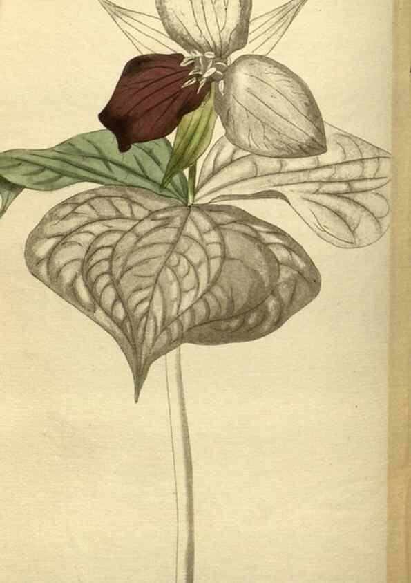 Reproducción/Reproduction 48787654642: The botanical cabinet. London :John & Arthur Arch ...,1817-1833.. 