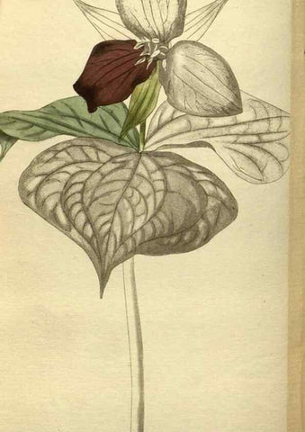 Reproducción/Reproduction 48787654642: The botanical cabinet. London :John & Arthur Arch ...,1817-1833.. 