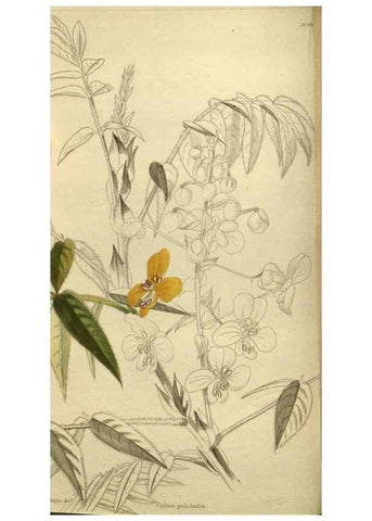 Reproducción/Reproduction 48787501076: The botanical cabinet. London :John & Arthur Arch ...,1817-1833.. 