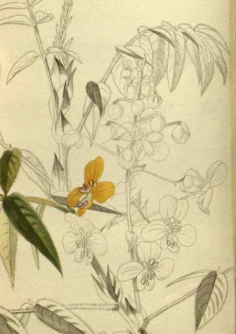 Reproducción/Reproduction 48787501076: The botanical cabinet. London :John & Arthur Arch ...,1817-1833.. 