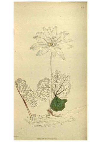 Reproducción/Reproduction 48787501231: The botanical cabinet. London :John & Arthur Arch ...,1817-1833.. 