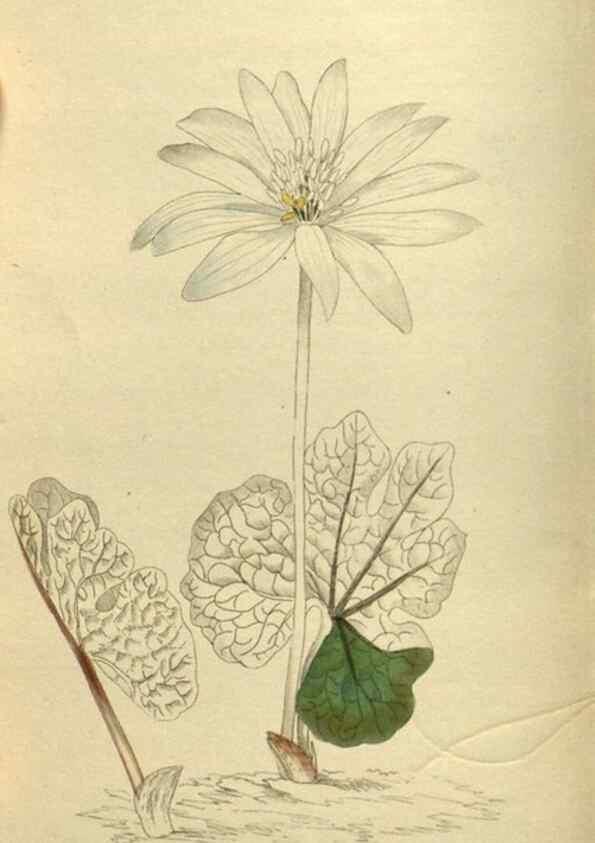 Reproducción/Reproduction 48787501231: The botanical cabinet. London :John & Arthur Arch ...,1817-1833.. 