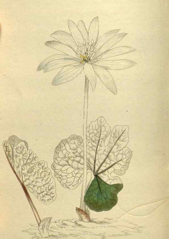 Reproducción/Reproduction 48787501231: The botanical cabinet. London :John & Arthur Arch ...,1817-1833.. 