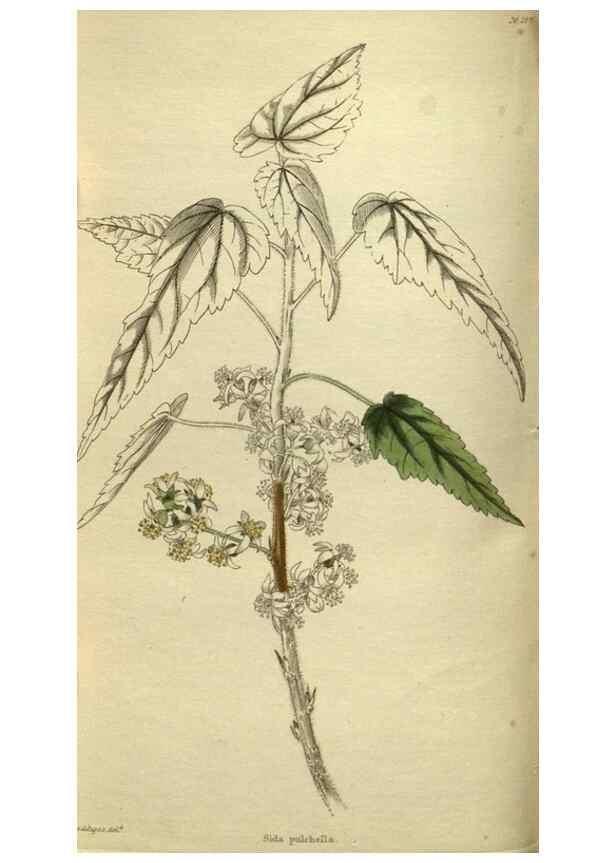 Reproducción/Reproduction 48787655182: The botanical cabinet. London :John & Arthur Arch ...,1817-1833.. 