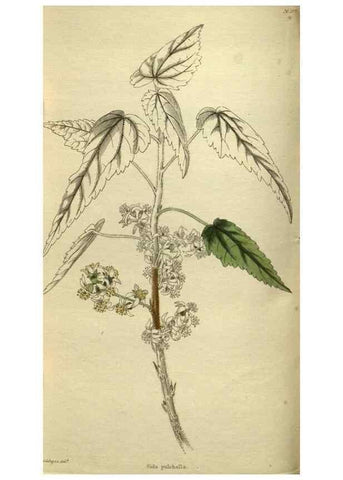 Reproducción/Reproduction 48787655182: The botanical cabinet. London :John & Arthur Arch ...,1817-1833.. 
