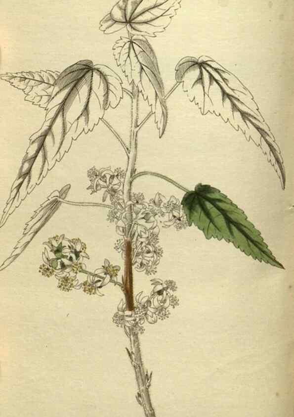 Reproducción/Reproduction 48787655182: The botanical cabinet. London :John & Arthur Arch ...,1817-1833.. 